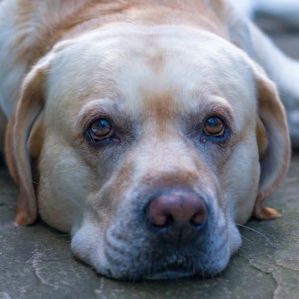 A close-up view of a Labrador Retriever lying down with a sad expression, highlighting its distinctive facial details.